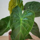 alokazja-wentii-alocasia