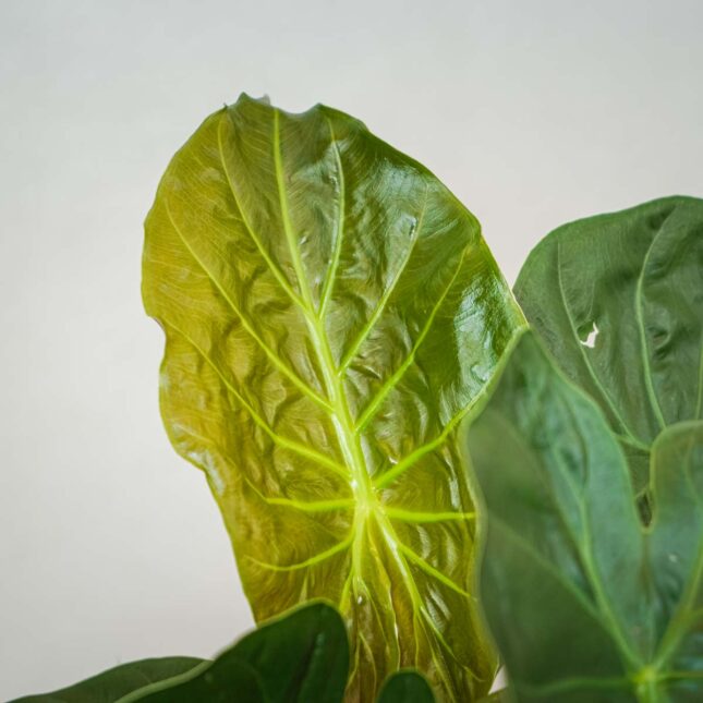 alokazja-wentii-alocasia alokazja-wentii-alocasia