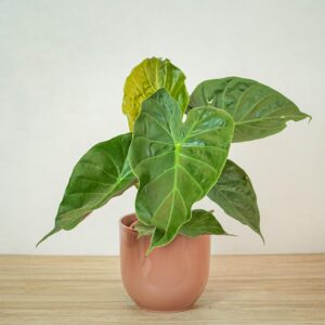 alokazja-wentii-alocasia