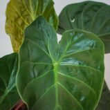 alokazja-wentii-alocasia