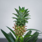 ananas-mi-amigo