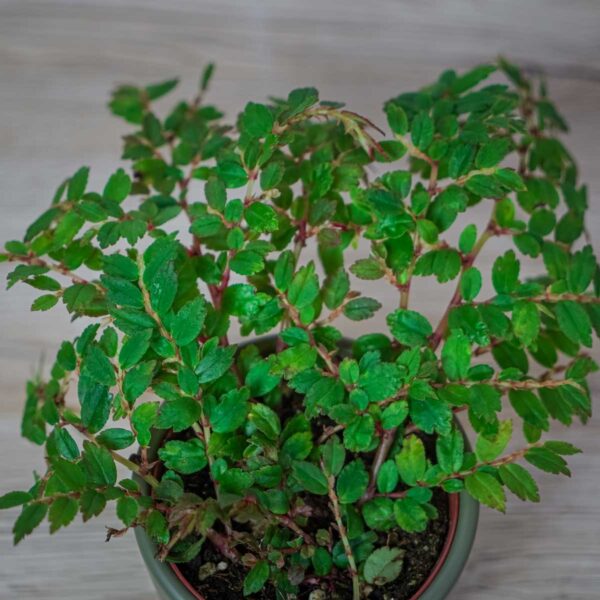 begonia-foliosa (2) begonia-foliosa