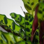 calathea-lancifolia