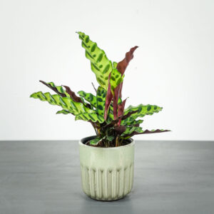 calathea-lancifolia