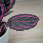 calathea-roseopicta-surprisestar