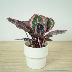 calathea-roseopicta-surprisestar