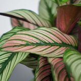 calathea-white-star