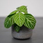 chamaeranthemum-venosum