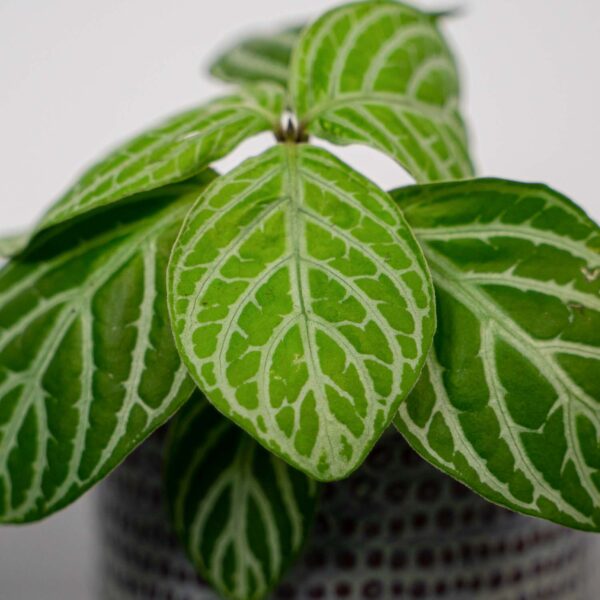 chamaeranthemum-venosum (2) chamaeranthemum-venosum