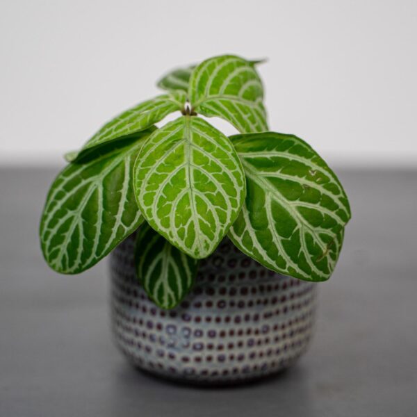 chamaeranthemum-venosum chamaeranthemum-venosum