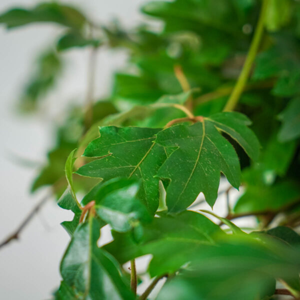 cissus-rombolistny-ellen-danica-cissus-rhombifolia (2) cissus-rombolistny-ellen-danica-cissus-rhombifolia