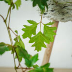 cissus-rombolistny-ellen-danica-cissus-rhombifolia