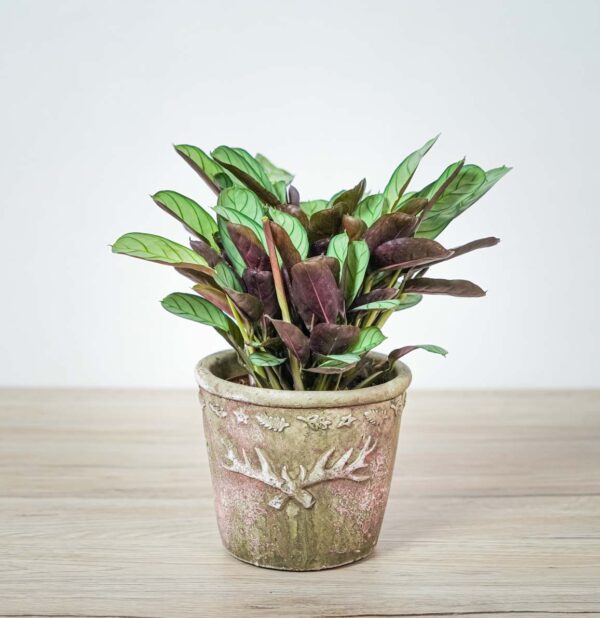 ctenanthe-amagris-burle-marxii ctenanthe-amagris-burle-marxii