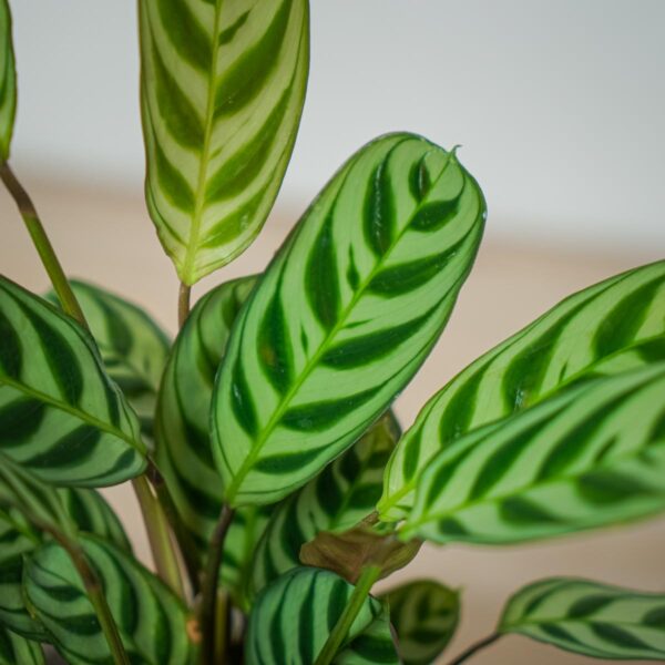 ctenanthe-fishbone (2) ctenanthe-fishbone