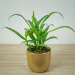 epipremnum-amplissimum-silver-streak
