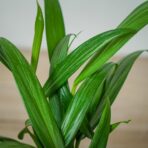 epipremnum-amplissimum-silver-streak