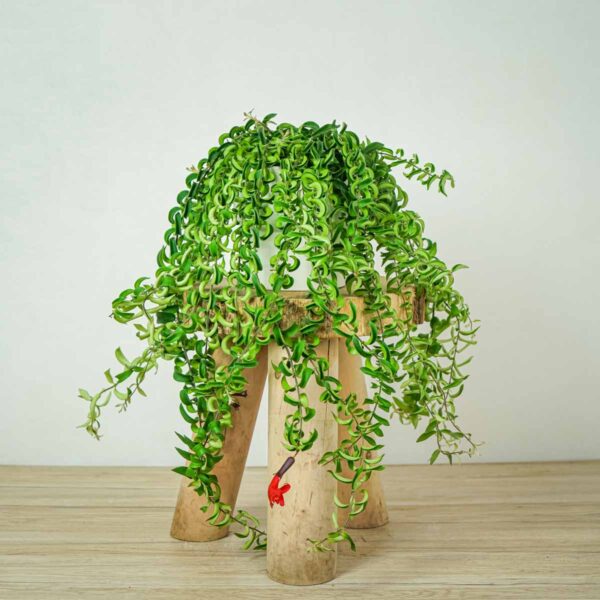 eszynantus-twister-aeschynanthus eszynantus-twister-aeschynanthus