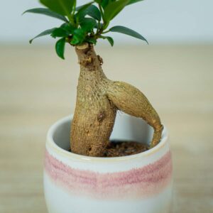 fikus-microcarpa-ginseng-baby-ficus