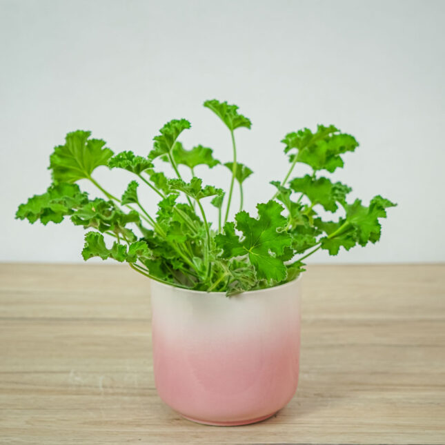 geranium-rose-anginka-pelargonium-capitatum
