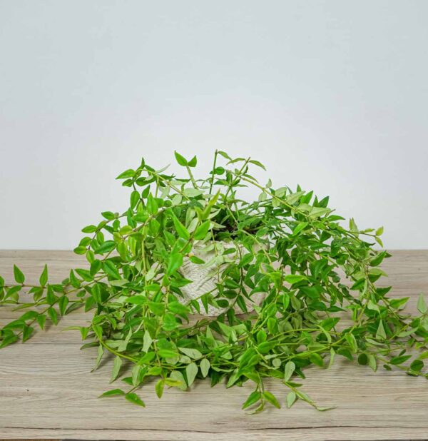hoya-bella