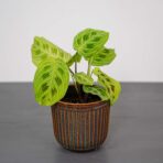maranta-light-veins