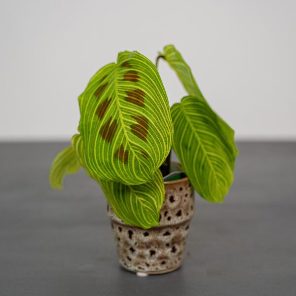 maranta-light-veins-sadzonka maranta-light-veins-sadzonka
