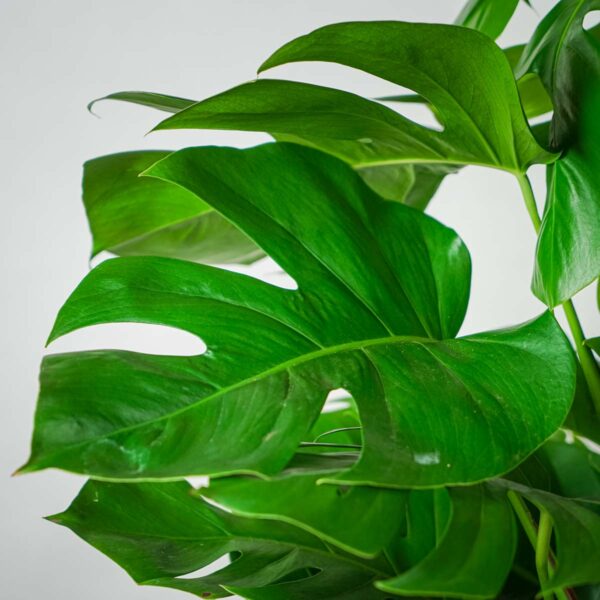 monstera-deliciosa (2) monstera-deliciosa