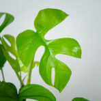 monstera-minima-na-podporze-rhaphidophora-tetrasperma