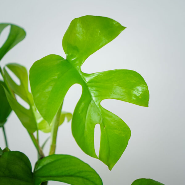 monstera-minima-na-podporze-rhaphidophora-tetrasperma (2) monstera-minima-na-podporze-rhaphidophora-tetrasperma