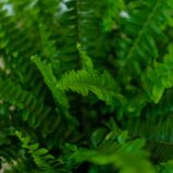 paproc-nephrolepis