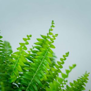 paproc-nephrolepis