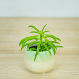 peperomia-happy-bean-baby
