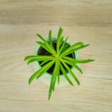 peperomia-happy-bean-baby