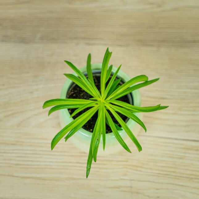 peperomia-happy-bean-baby (2) peperomia-happy-bean-baby