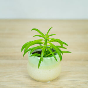 peperomia-happy-bean-baby