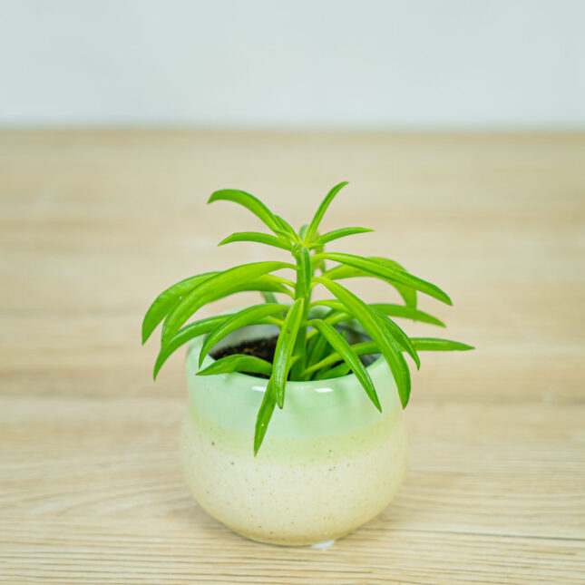 peperomia-happy-bean-baby