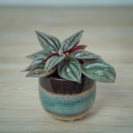 peperomia-silver-shine-baby