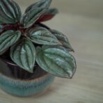 peperomia-silver-shine-baby