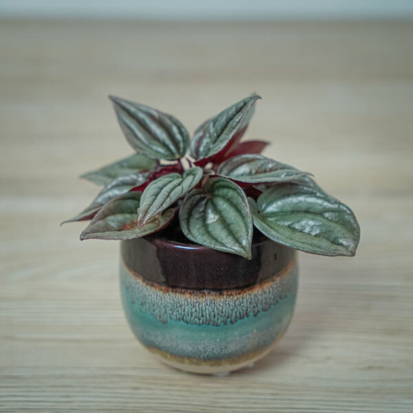peperomia-silver-shine-baby