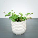 peperomia-tetraphylla-hope