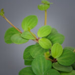 peperomia-tetraphylla-hope