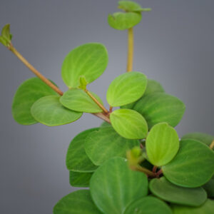 peperomia-tetraphylla-hope