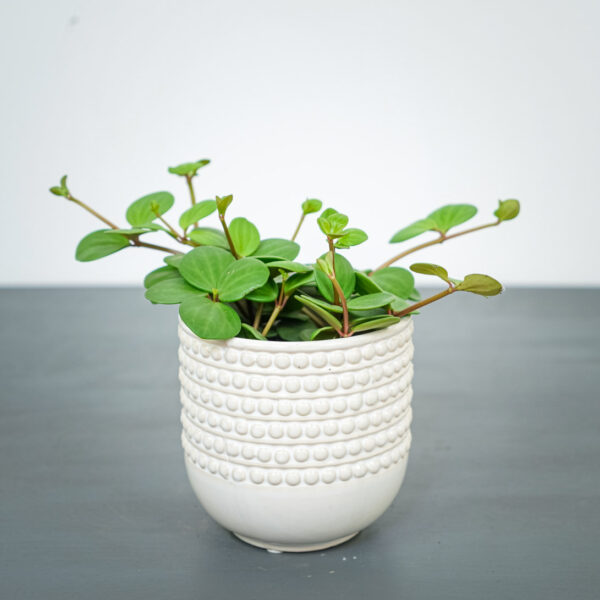 peperomia-tetraphylla-hope