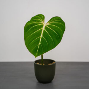 philodendron-gloriosum-verde-sadzonka