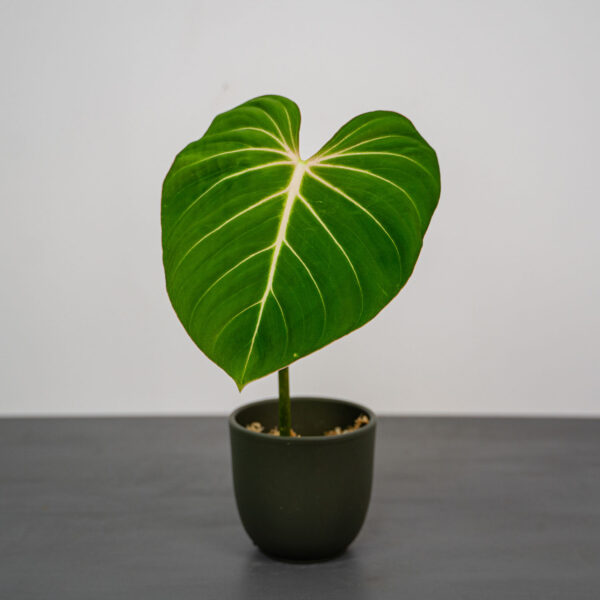 philodendron-gloriosum-verde-sadzonka philodendron-gloriosum-verde-sadzonka