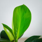 philodendron-green-princess