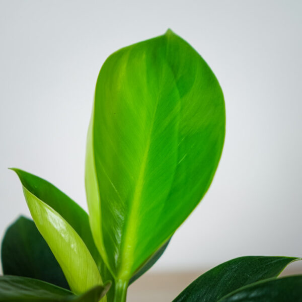 philodendron-green-princess (2) philodendron-green-princess