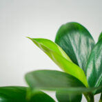 philodendron-green-princess
