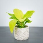 philodendron-moonlight