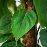 philodendron-scandens-na-paliku
